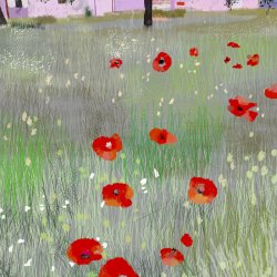 Champs de Coquelicots